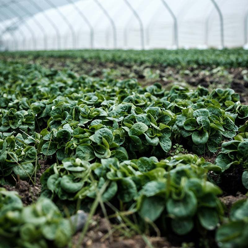 erp empresas hortofruticolas